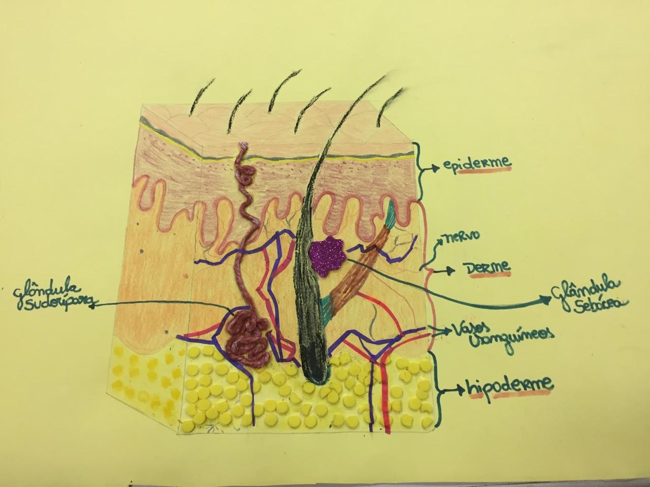 Trabalho dos estudantes do curso FIC Balconista de Farmácia representando as estruturas contidas nas camadas da pele (epiderme, derme e hipoderme)