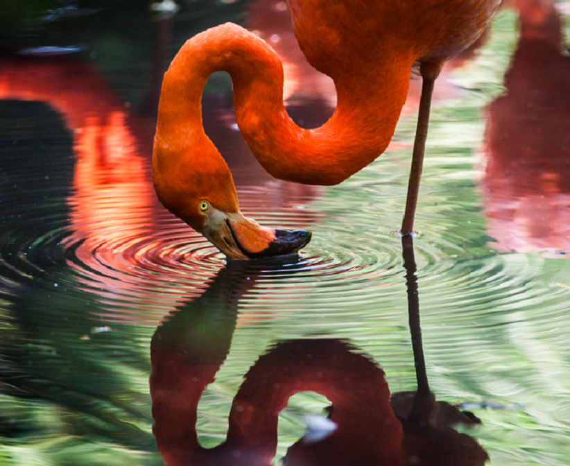 foto externa de um flamingo olhando sua imagem na água